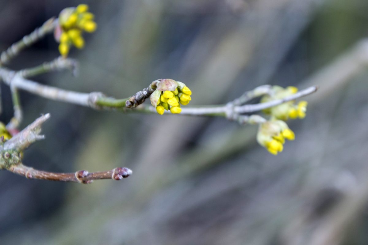 Cvjetni Bud, proljetno vrijeme, priroda, biljka, stablo, grana