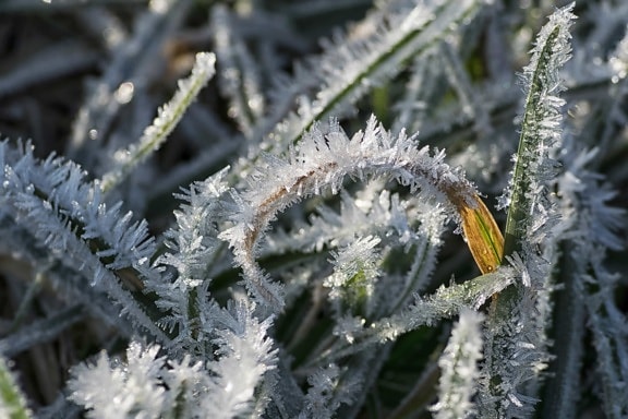 nature, frozen, winter, leaf, frost, green grass, plant, herb