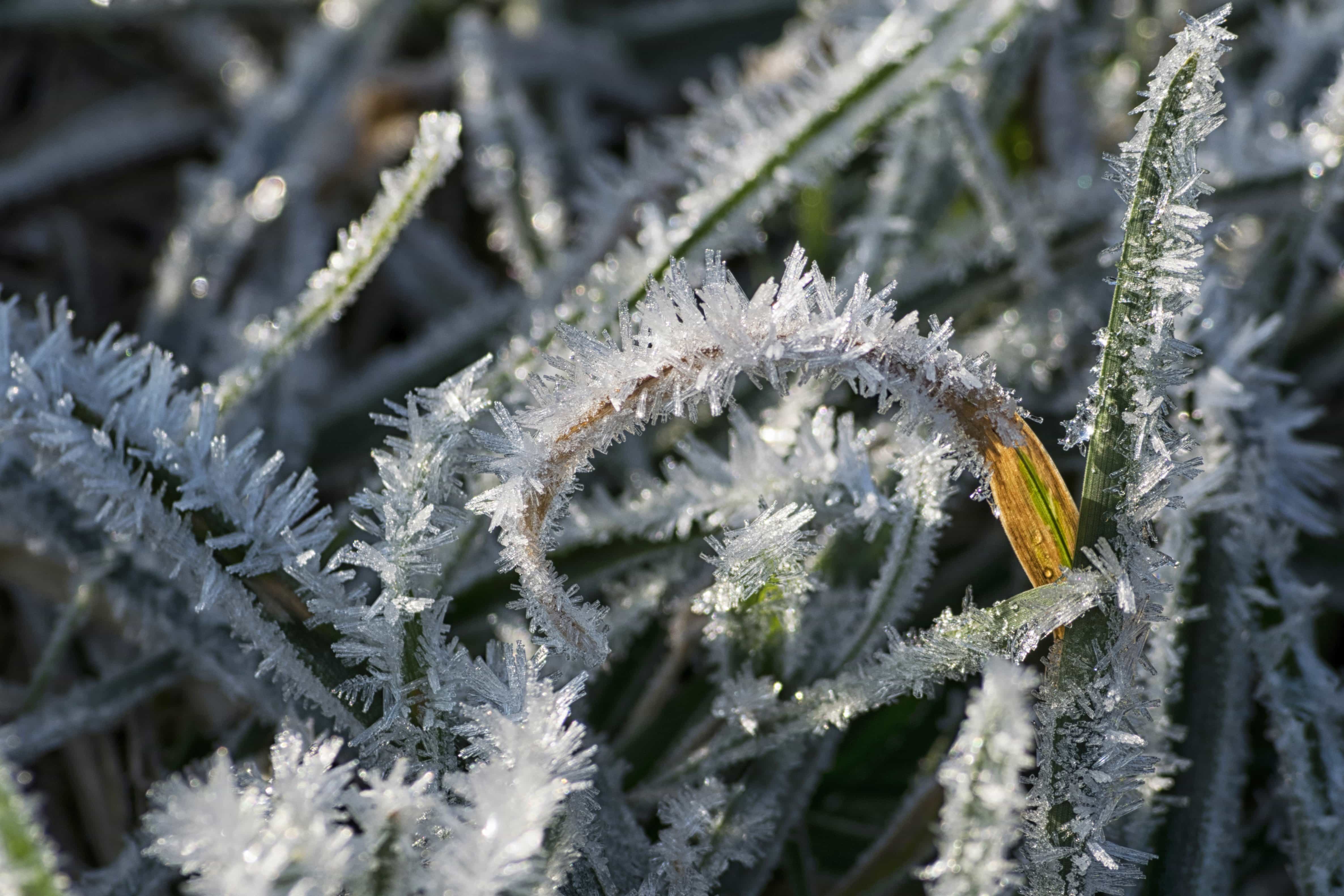 冬天常见植物图片