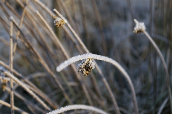 Thiên nhiên, mùa đông, Frost, cây trồng, thảo mộc, ngoài trời