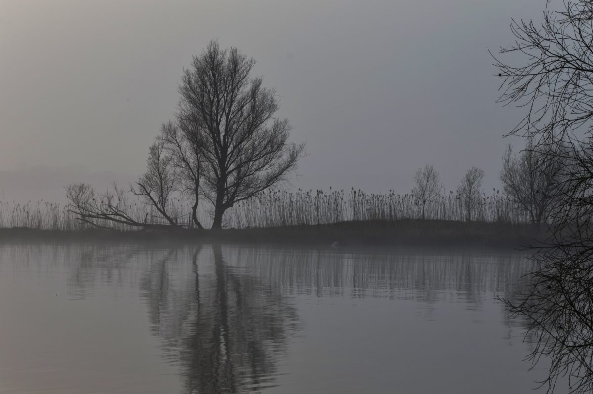 вода, мъгла, отражение, мъгла, зората, дърво, езеро, пейзаж, отражение