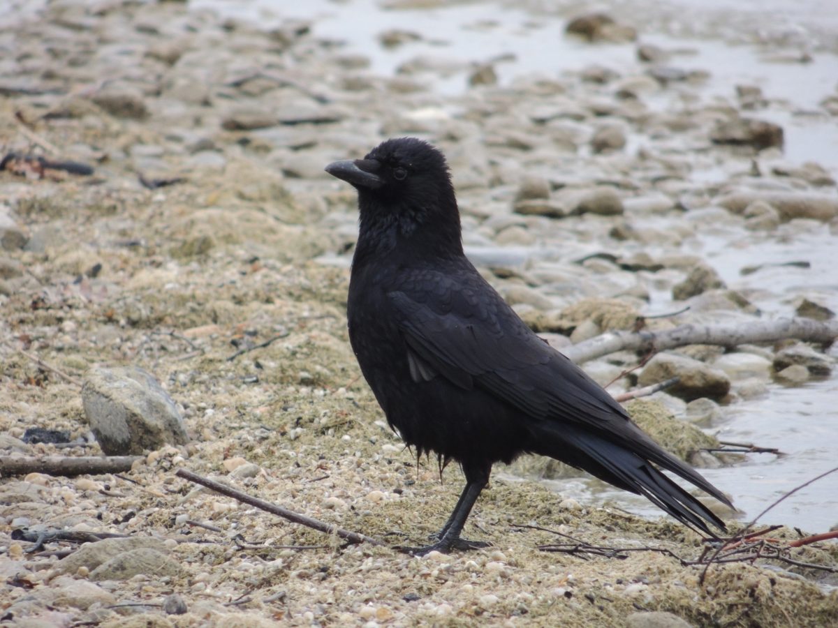 uccello nero, corvo, fauna selvatica, becco, selvaggio, piuma, terra, all'aperto