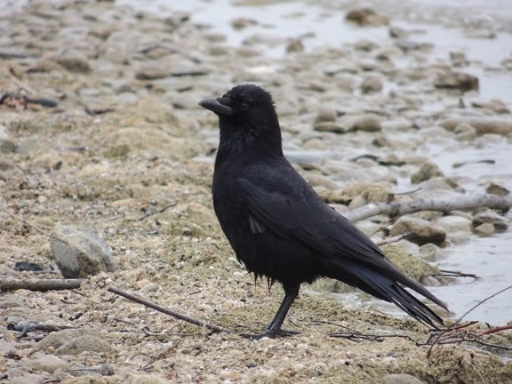 black bird, raven, wildlife, beak, wild, feather, ground, outdoor