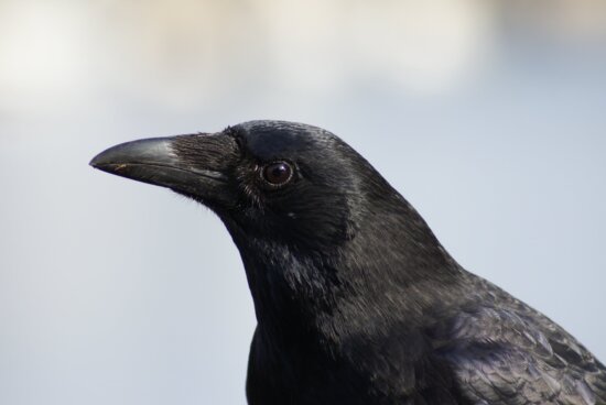nature, raven, wildlife, blackbird, crow, bird, animal, head