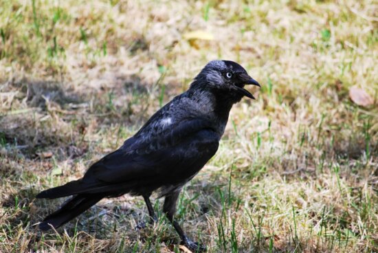 black bird, raven, nature, wildlife, animal, magpie, beak, wild, feather