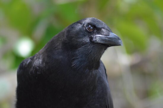 black bird, wildlife, nature, crow, beak, feather, wild, animal