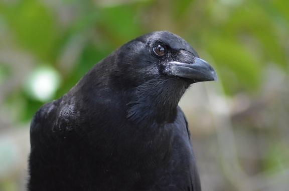 Черна птица, дива природа, природа, врана, клюн, перо, див, животински