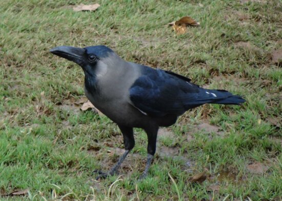 crow, bird, nature, animal, wildlife, black beak, wild, grass