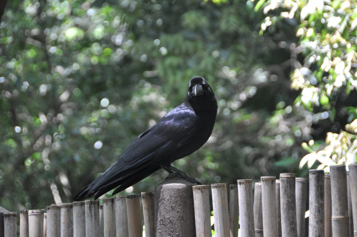 vták, Raven, príroda, strom, drevo, divoká zver, zobák, perie