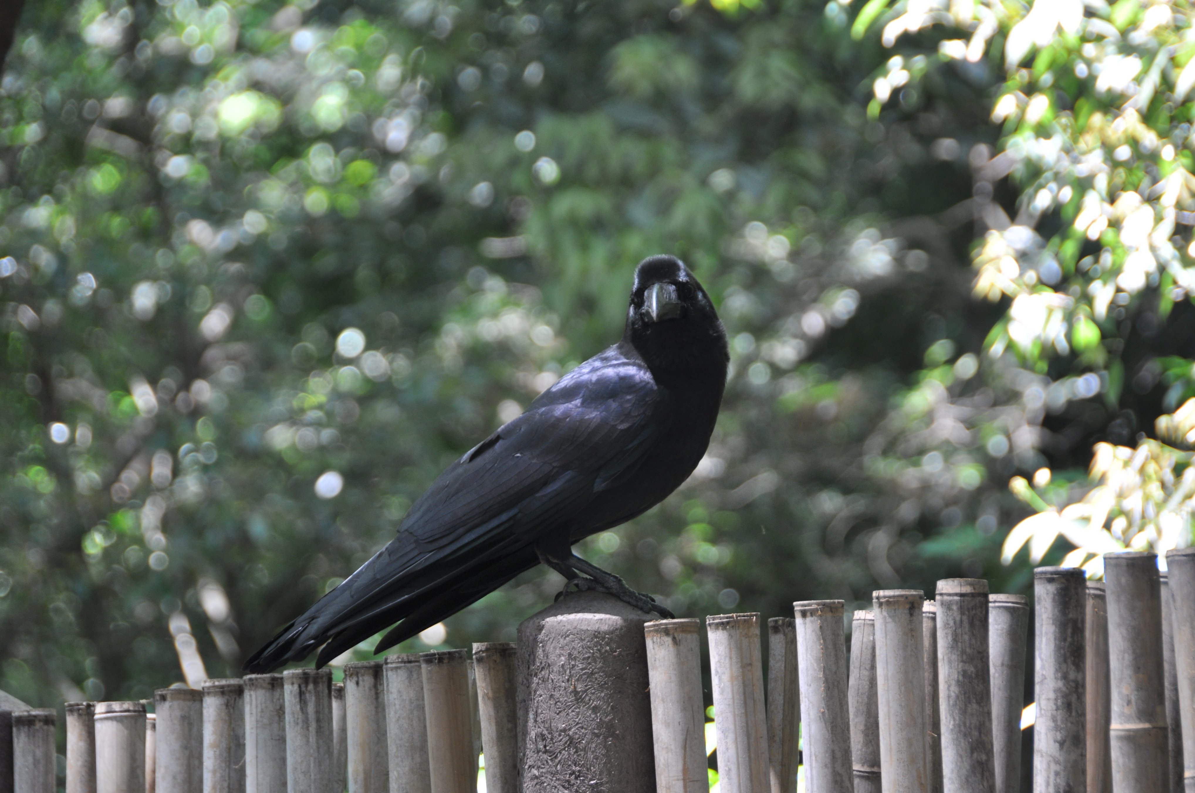 Черная птица. Черные птички в Абхазии. Чёрная изящная птица-. Птица разновидность вороны.