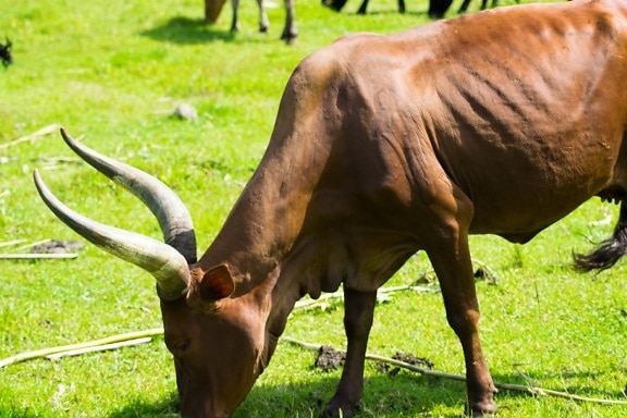 cow, long horn, field, livestock, animal, grass, ranch, meadow