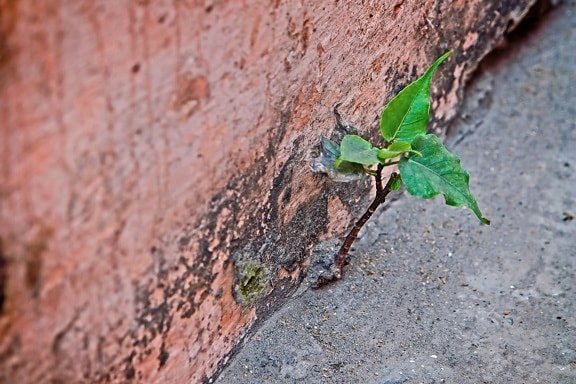 стена, бетон, растение, зелено, улица, асфалт, билка