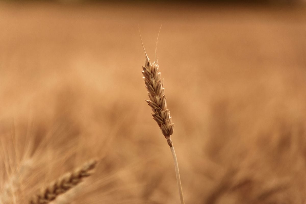 field, straw, cereal, nature, daylight, seed, agriculture, summer season