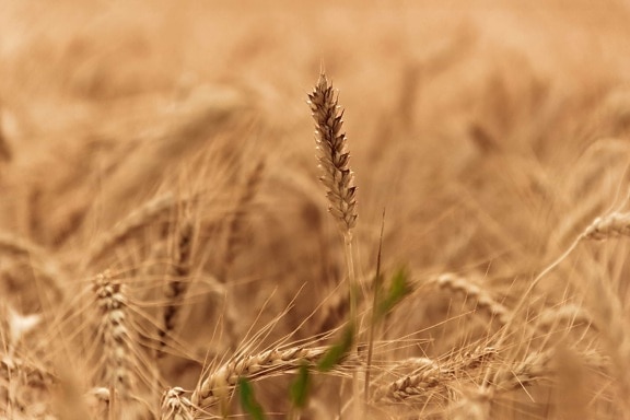 cereale, agricoltura, campagna, terreno coltivabile, seme, paglia, campo, esterno