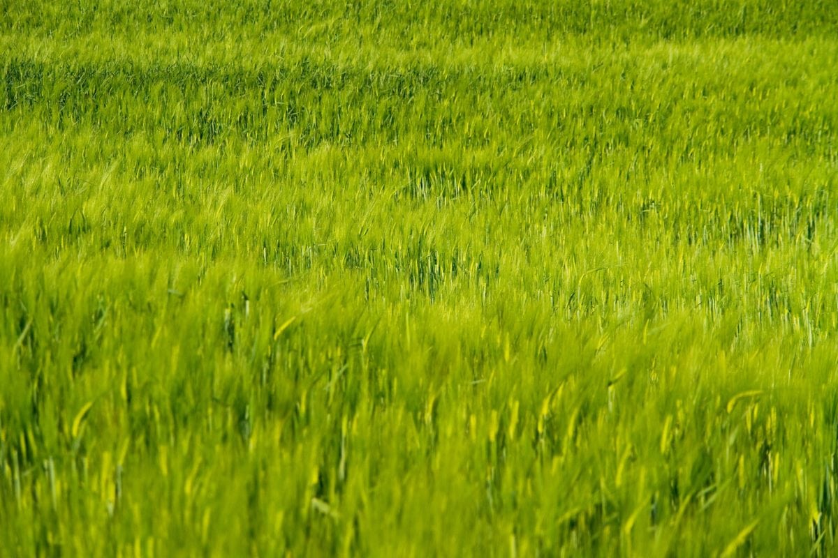 cereal, green field, agriculture, farmland, summer, herb