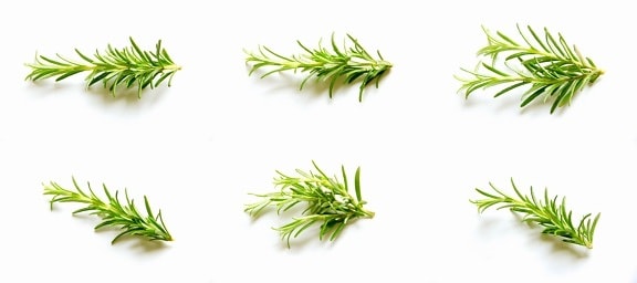 Green Leaf, rosmarin, plante, krydder, natur, urt