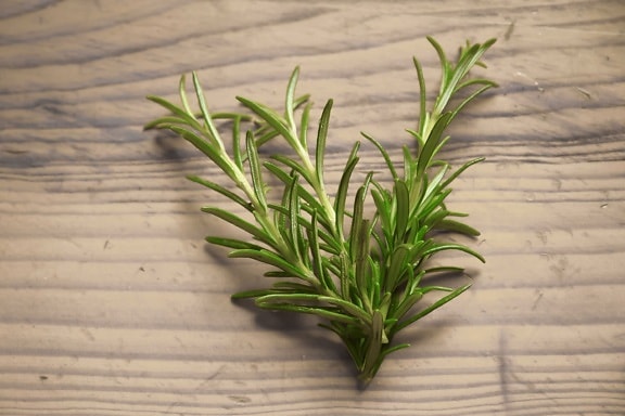 rosemary, plant, green leaf, spice, nature