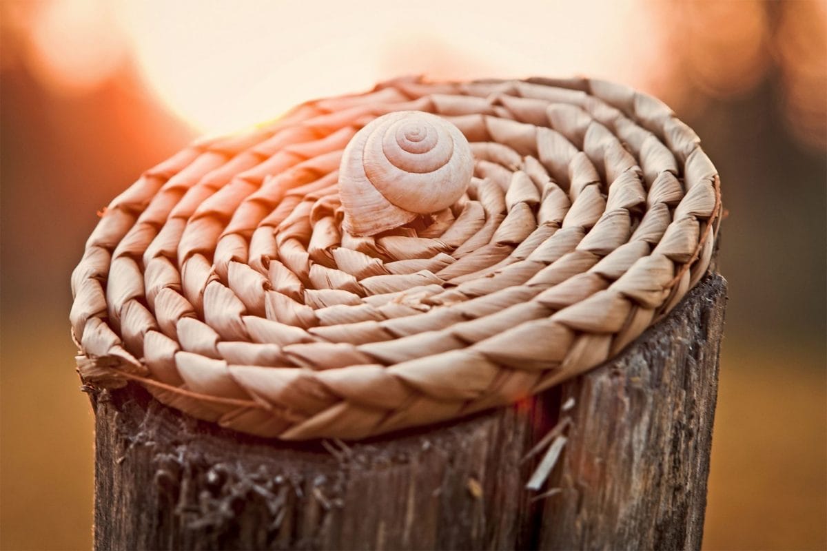 snail, tree, material, object, daylight, handmade, rope, dry, outdoor, shell