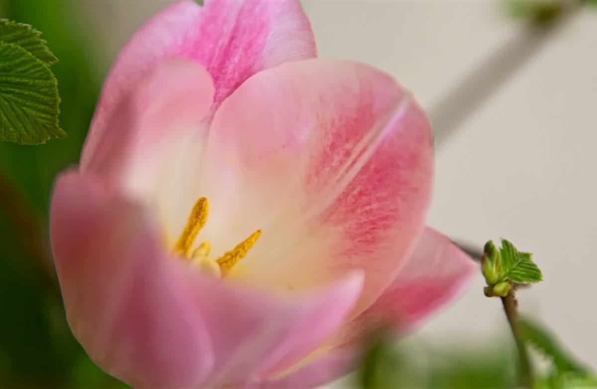 лист, квітка, природа, літо, сад, tulip, рожевий, Пелюстка
