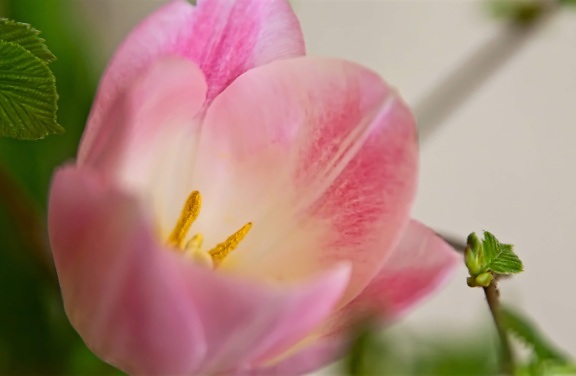 hoja, flor, naturaleza, verano, jardín, tulipán, color de rosa, Pétalo