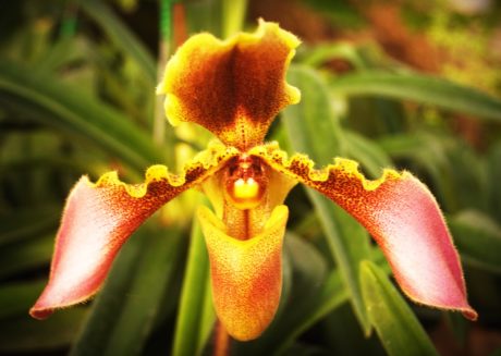 wild orchid album download