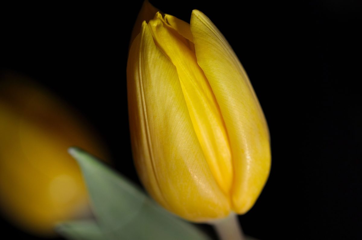 gul blomst, natur, Tulipan, plante, petal, Blossom, Bloom