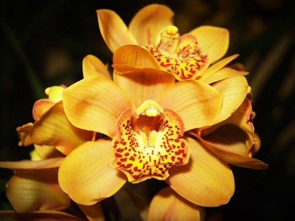 природа, венчелистче, орхидея цвете, листа, сянка, растение, Градина, цвят, разцвет