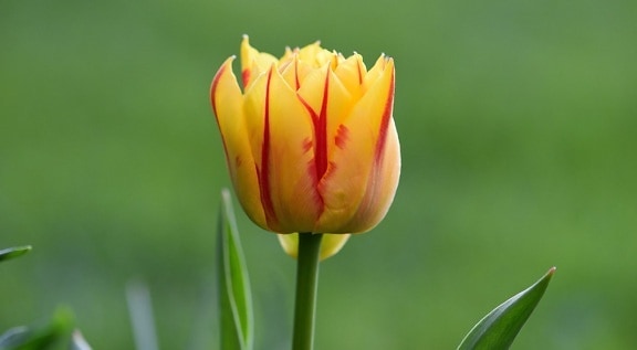 lato, natura, zielony liść, kwiat, Żółty tulipan, roślina, ogród, drzewa