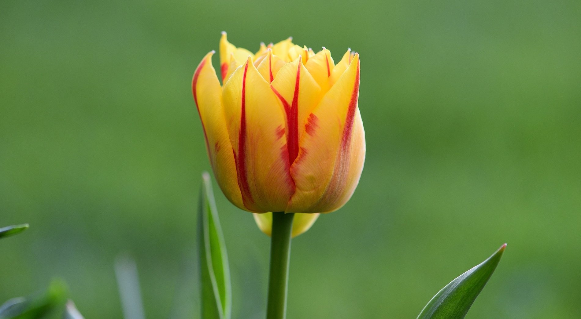 Free picture: summer, nature, green leaf, flower, yellow tulip, plant ...