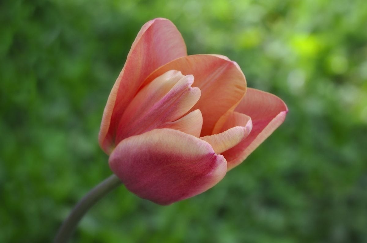léto, růžový květ, příroda, zahrada, krásný, list, Tulipán