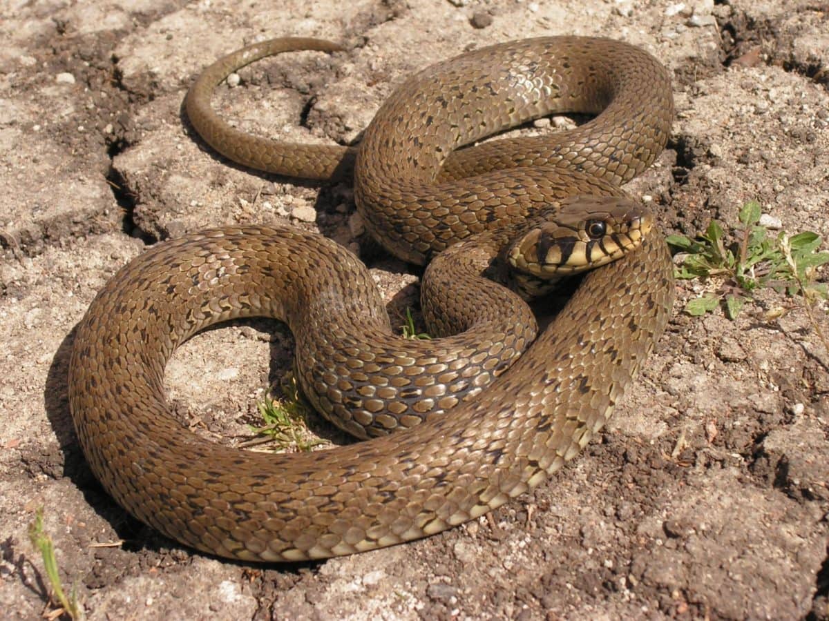 kahverengi yılan, yaban hayatı, Doğa, sürüngen, Viper, Brown Rattlesnake, hayvan