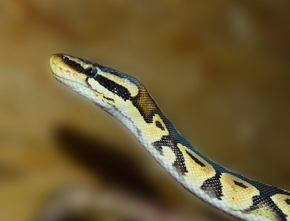 Reptil, Zoologie, Tierwelt, Schlange, Python, exotisches Tier