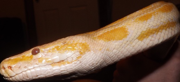 eksoottinen, albiino python, maissi käärme, Viper, villieläimet, albiino, matelija, käärme