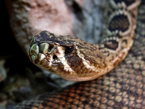 wildlife, venom, snake head, terrarium, python, reptile, viper