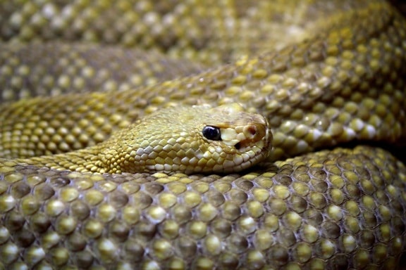 rattlesnake, camouflage, cobra, reptile, wildlife, terrarium, viper, snake