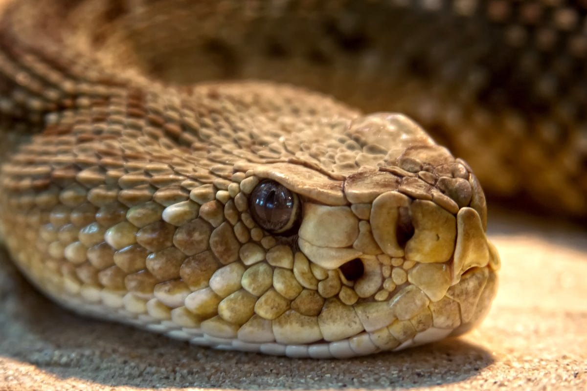 Viper, Snake, hoofd, Wildlife, GIF, oog, Rattlesnake, reptiel