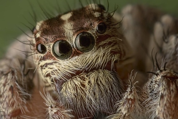 wildlife, animal, nature, brown spider, eye, head, insect