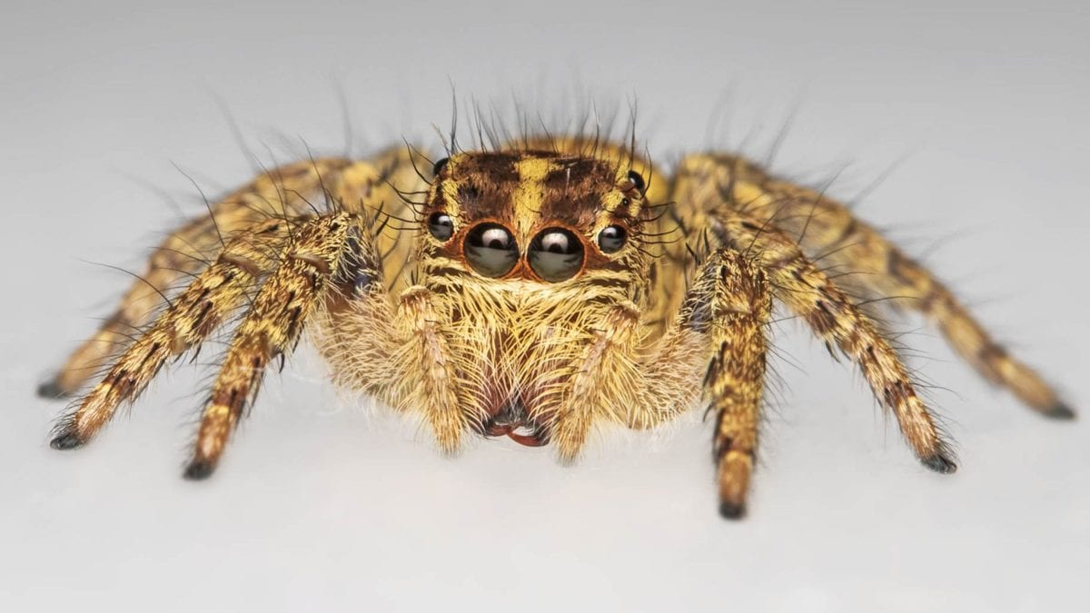 免费照片 动物 自然 黄色蜘蛛 细节 眼睛 昆虫 节肢动物 无脊椎动物