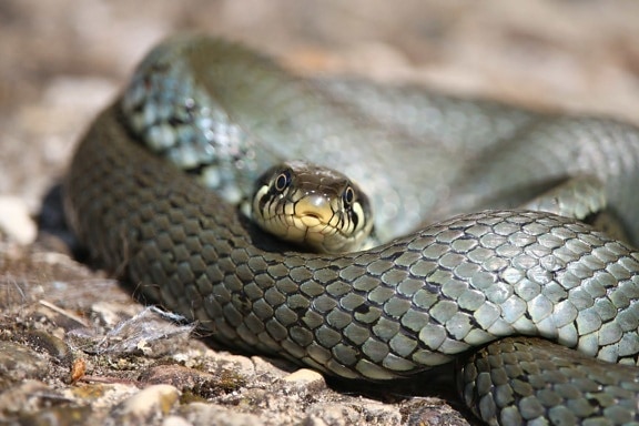 灰色のヘビ、毒蛇、動物、ガラガラヘビ、爬虫類、野生生物、自然、危険