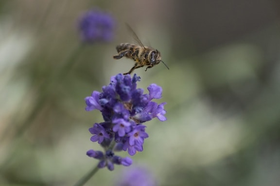 bee, flower, nature, insect, lavender, plant, herb, garden