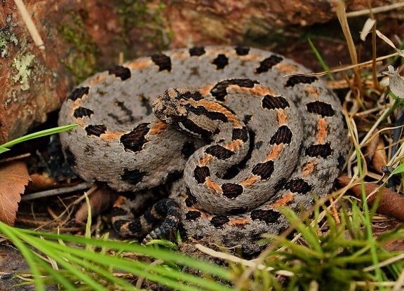 vipère, serpent, animal, nature, camouflage, reptile, faune, Crotale
