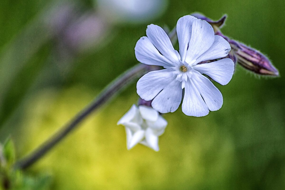 hage, sommer, økologi, biologi, lilla blomst, blad, natur, urt, anlegg