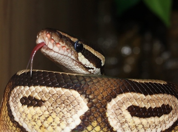 viper, brown snake, venom, rattlesnake, wildlife, python, reptile