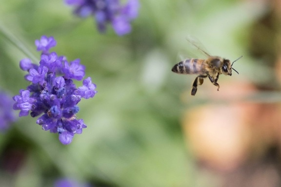 pollinering, pollen, natur, bie, veps, blomster, insekter, leddyr