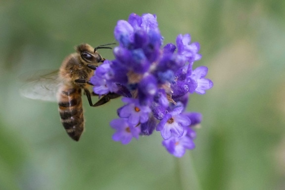 受粉、花、花粉、飛行、花粉、蜜、昆虫、蜂、自然、ラベンダー