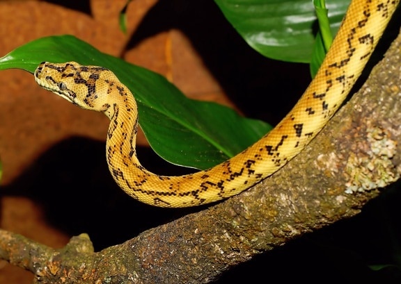 animal exotique, nature, Python, serpent jaune, zoologie, venin, reptile, faune
