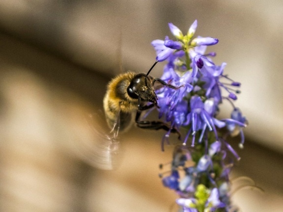 自然, 昆虫, 花, 蜜蜂, 植物, 草本植物, 节肢动物, 花园