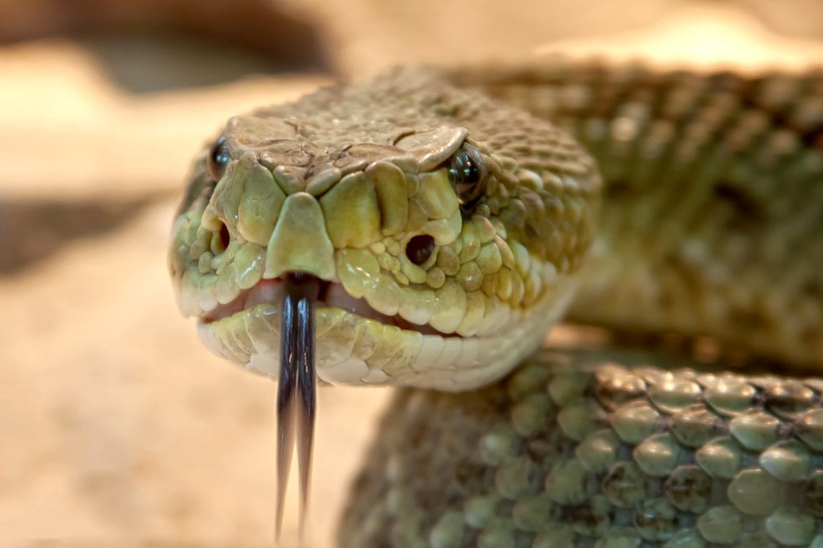Snake Tongue, Viper, gevaar, hoofd, GIF, natuur, Wildlife, dier, reptiel