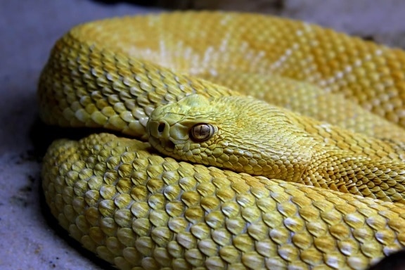 reptil, serpiente amarilla, animal, fauna, víbora, serpiente de cascabel
