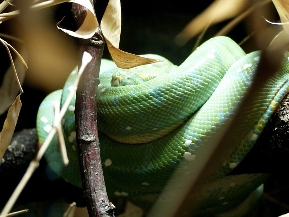 緑のヘビ、爬虫類、迷彩、枝、木、動物、屋内